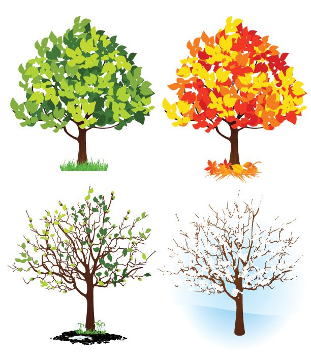 Изображение Урок шестой. Почему осенью листья меняют цвет? на Schoolofcare.ru!