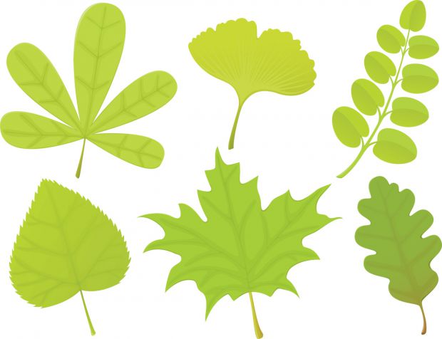 Изображение Урок пятый. А почему листья зеленые?  на Schoolofcare.ru!